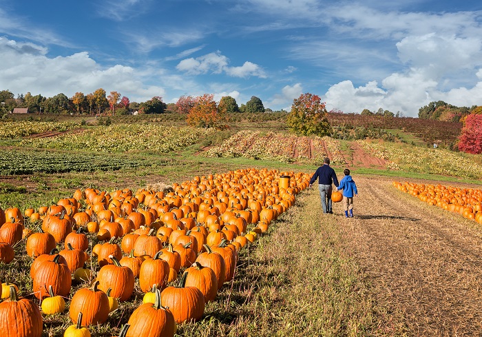Consumers Love Pumpkin Products, Just Not Actual Pumpkins