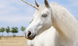 Unicorn tech firms