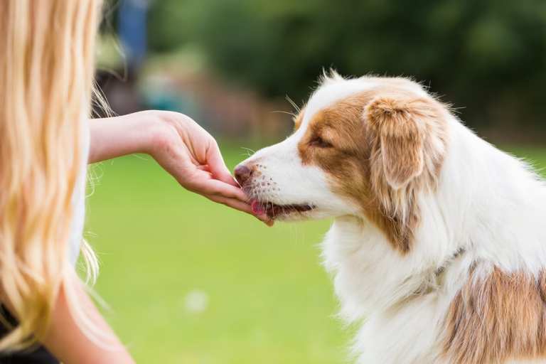 Upcycling Dog Treats Into Sustainable Snacks