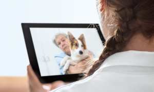 How Telemedicine Is Going To The Dogs