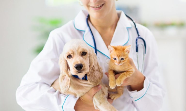 Puppy Kitten Vet Care