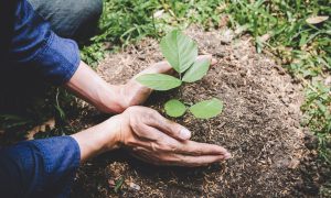 Mastercard, Priceless Planet Coalition, reforestation