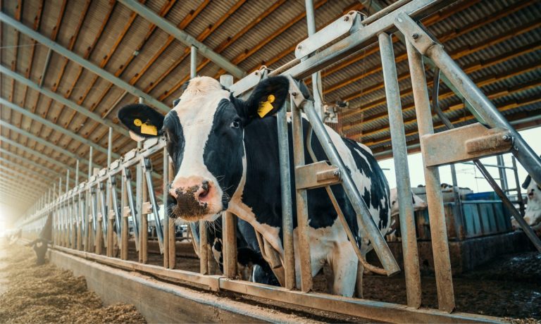 B2B payments, Milk Moovement, dairy industry