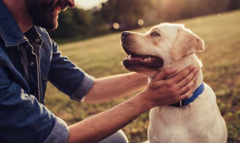 dog with man