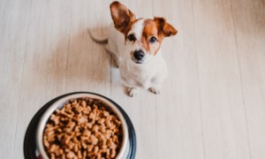 Grocery Shoppers Trade Down but Not for Their Pets