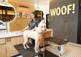 Petco Opens Destination for Pet Health and Wellness in NYC