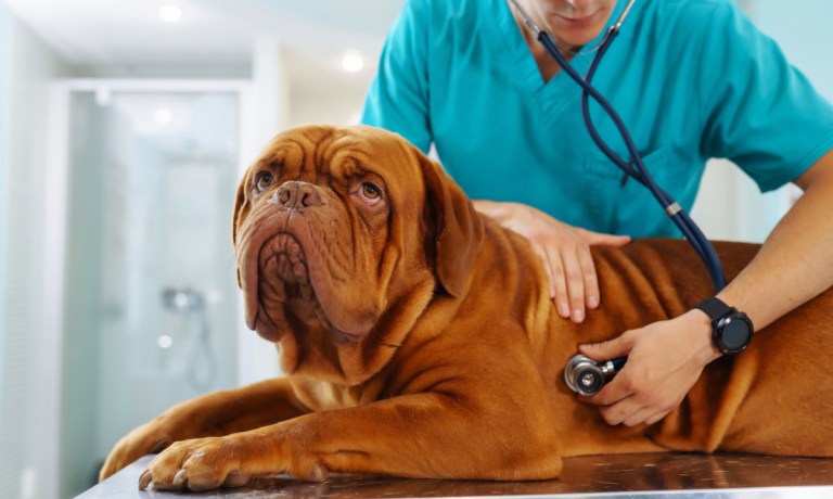 dog with veterinarian