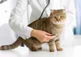 cat with vet