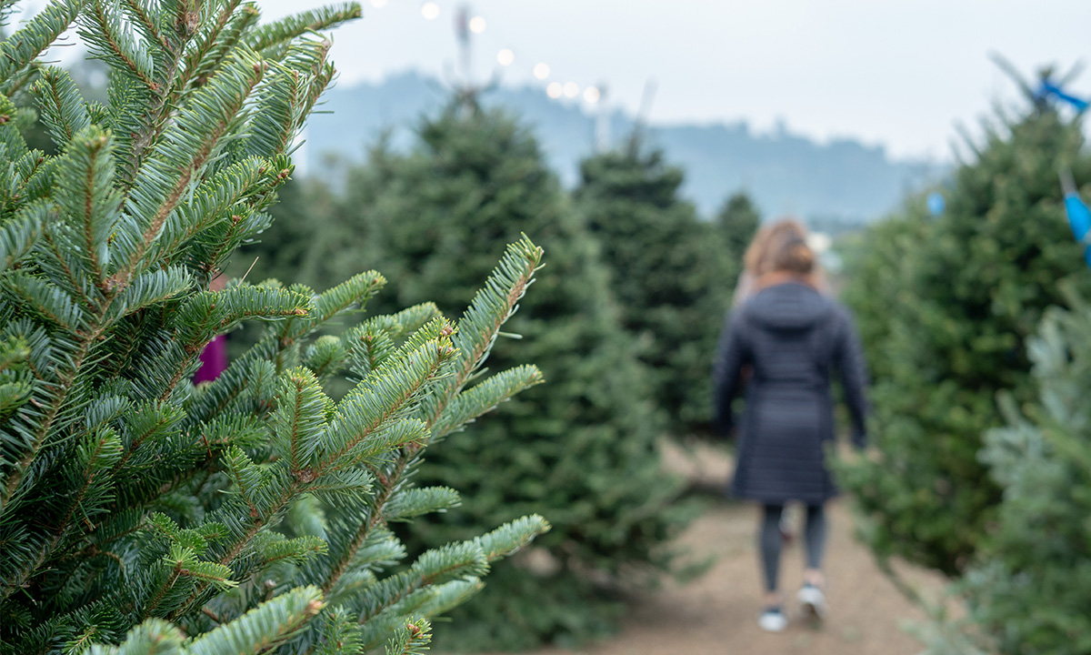 Christmas Tree Costs Soar, Yet Consumers Still Pine for Authenticity 