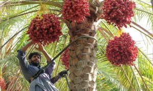 farmer harvesting dates in UAE