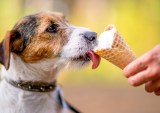 Pet Parents Are Springing for Human-Like Treats