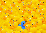 rubber ducks