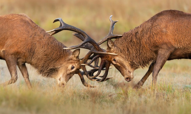 Open Banking in Flux as Private Market Chafes Against Regulation