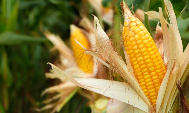 A 1960s Farming Study Saw the AI Boom Coming